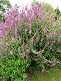 Image result for Lythraceae