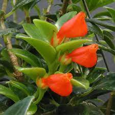 Goldfish Plant Christmas Holly Nematanthus Hybrid Easy To Grow Indoor Houseplants Indoor Plants In 2021 Goldfish Plant Christmas Plants Holly Plant