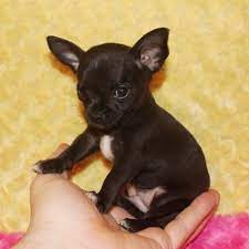 Adorable purebred chihuahua puppies available. Tadpole Chihuahua Puppy 620849 Puppyspot Chihuahua Puppies Teacup Chihuahua Puppies Chihuahua Puppies For Sale