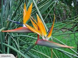 Bird Of Paradise Plant For Sale Near Me Bird Of Paradise Spoon Leafed Botanical Name Is Strelitzia Parvifolia A Stunning Plant With Bri Birds Of Paradise Birds Of Paradise Plant Full Sun Garden