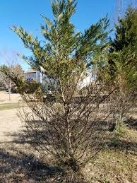 Dead areas in the trees are caused by diseases, mostly in stressed shallow roots. Leyland Cypress Dead Branches At Bottom Walter Reeves The Georgia Gardener