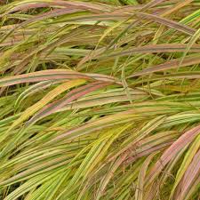 Image result for Microchloa afra