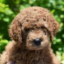 Find your new companion at nextdaypets.com. Irish Doodle Facts Temperament Colors Coats Etc Irish Doodle Doodle Puppy Puppies For Sale