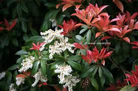 Image result for Pieris formosa