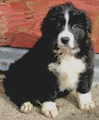Border collie & bernese mountain dog mix (aka bordernese) source. Border Collies In Need Of Adoption In Southern California