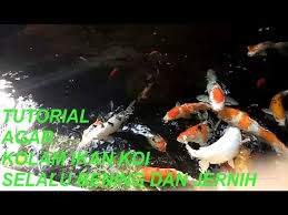 Karena apabila beberapa cara tersebut masukkan kembali air pembuangan yang sudah tersaring ke dalam kolam. Tutorial Agar Kolam Ikan Koi Selalu Bening Dan Jernih Youtube