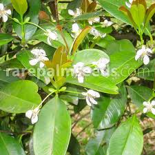 Image result for Eugenia natalitia