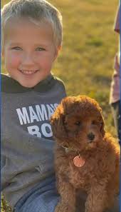 Mini Goldendoodles For Sale, F1b & F1bb