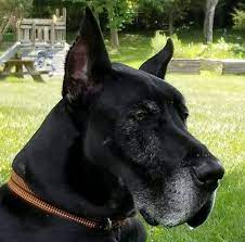 Check spelling or type a new query. The Pet Clinic Of Brownsburg Home Facebook