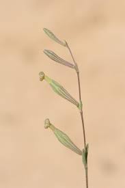 Image result for Silene burchellii