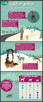 Hunde Im Winter Wann Friert Mein Hund Wirklich Hunde Hunde Korpersprache Hunde Erziehen