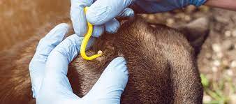 How To Remove Ticks From Dogs Ears My Pet And I