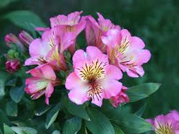 Plant flowers that start with v. List Of 300 Flower Names A To Z With Images Florgeous