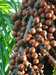 20 Fruits Surprenants Dont Vous N Avez Jamais Entendu Parler Bio A La Une