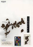 Image result for Feretia