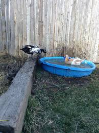 Raising Backyard Ducks A Fowl Proof Guide Backyard Chickens Learn How To Raise Chickens