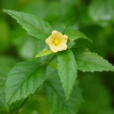 Image result for Sida rhombifolia