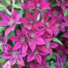Image result for Clematis dolichopoda