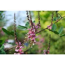 Image result for Indigofera charlieriana