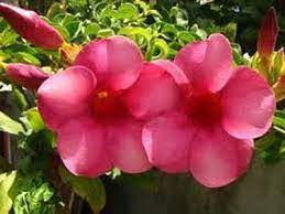 Allamanda Blanchetii Violet Allamanda 10 Seeds Flowers Seed Capsule Plants