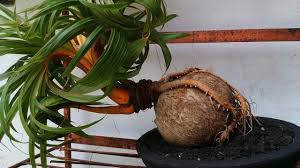 Membuat bonsai kelapa di rumah. Bonsai Kelapa Varian Bonsai Yang Bisa Kamu Buat Sendiri