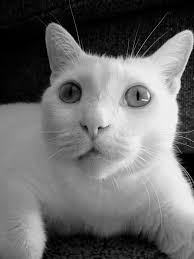 Katrina McKee (Trinalm)