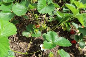 Check spelling or type a new query. In The Garden Elephant Ear Plants Can Cause Serious Reactions In Some People