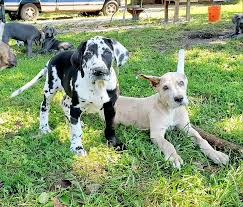 Click here to be notified when new great dane puppies are listed. Virginia S Royal Great Danes Breeders New Jersey Usa Great Dane Supply