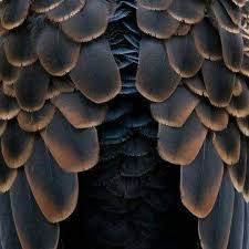 Ftl Limo Patterns In Nature Nature Texture