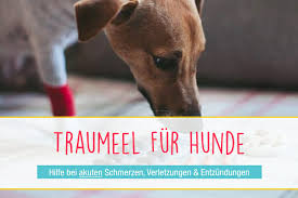 Normalerweise gibt man novalgin zweimal am tag, alle vier stunden ist in deinem fall wohl vertretbar. Traumeel Fur Hunde Wirkung Dosierung Erfahrungen