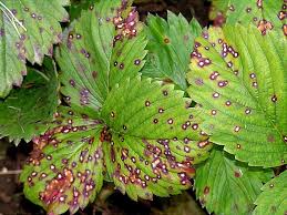 Image result for květopas jahodníkový