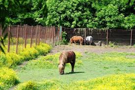 De la intrare ni sa parut ciudat sa vedem iepuri, pisici birmaneze , porci de guineea si multe alte animale care traiesc in casele noastre. GrÄdina ZoologicÄ Din Barlad Din Vaslui Planiada