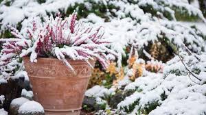 Im herbst steht in den gärten die stille für die wir keine zeit haben. Wie Sie Auch Jetzt Noch Ihren Garten Zum Bluhen Bringen The Weather Channel Artikel Von The Weather Channel Weather Com