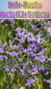 Statice Or Sea Lavender Usually Grows In The Form Of Herbal Perennial Plants They Grow From A Rhizome To A H Cairngorms National Park Flowers Perennial Plants