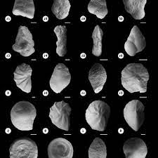 The asin function returns the inverse sine of a value in radians. Pdf Cretaceous Microfossil Foraminifera And Calcareous Nannofossils Assemblages From The Subsurface Magallanes Basin Tierra Del Fuego Island Chile