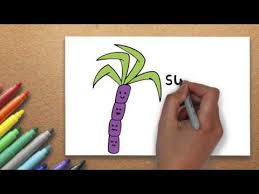 The Best Drawing Lesson How To Draw A Sugarcane Drawing Massive Kidszone Youtube It can be found growing naturally beside bodies of water. the best drawing lesson how to draw a sugarcane drawing massive kidszone
