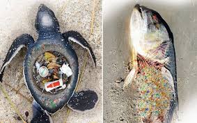 Devastating Images That Show The Effect Of Rubbish Left On Our Beaches Save The Bees Meaningful Art Image