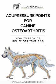 dog acupuncture points goldenacresdogs com