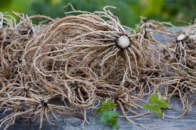Image result for Valerian Root