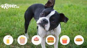 Should You Feed Your Dog Cashew Nuts