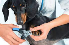 Just like human nails, dog nails can be rough and abrasive when they're freshly cut. My Dog Is Afraid Of Nail Trimmings