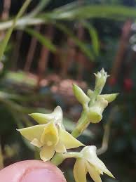 Image result for Polystachya bennettiana