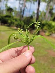 Image result for Queenslandiella