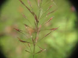 Image result for Chrysopogon
