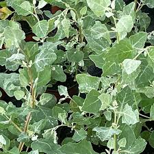 Image result for Atriplex halimus