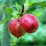 Calvados Apfel Rezepte