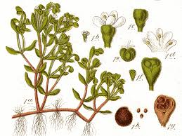 Image result for Montia