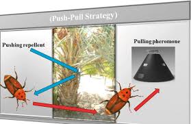 Application of pheromones in pest management. Integrated Insect Pest Management Intechopen