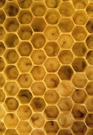 Mathematical Patterns In Nature Geometric Nature Maths In Nature Geometry In Nature