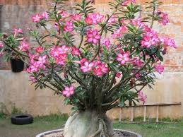 Image result for Adenium multiflorum